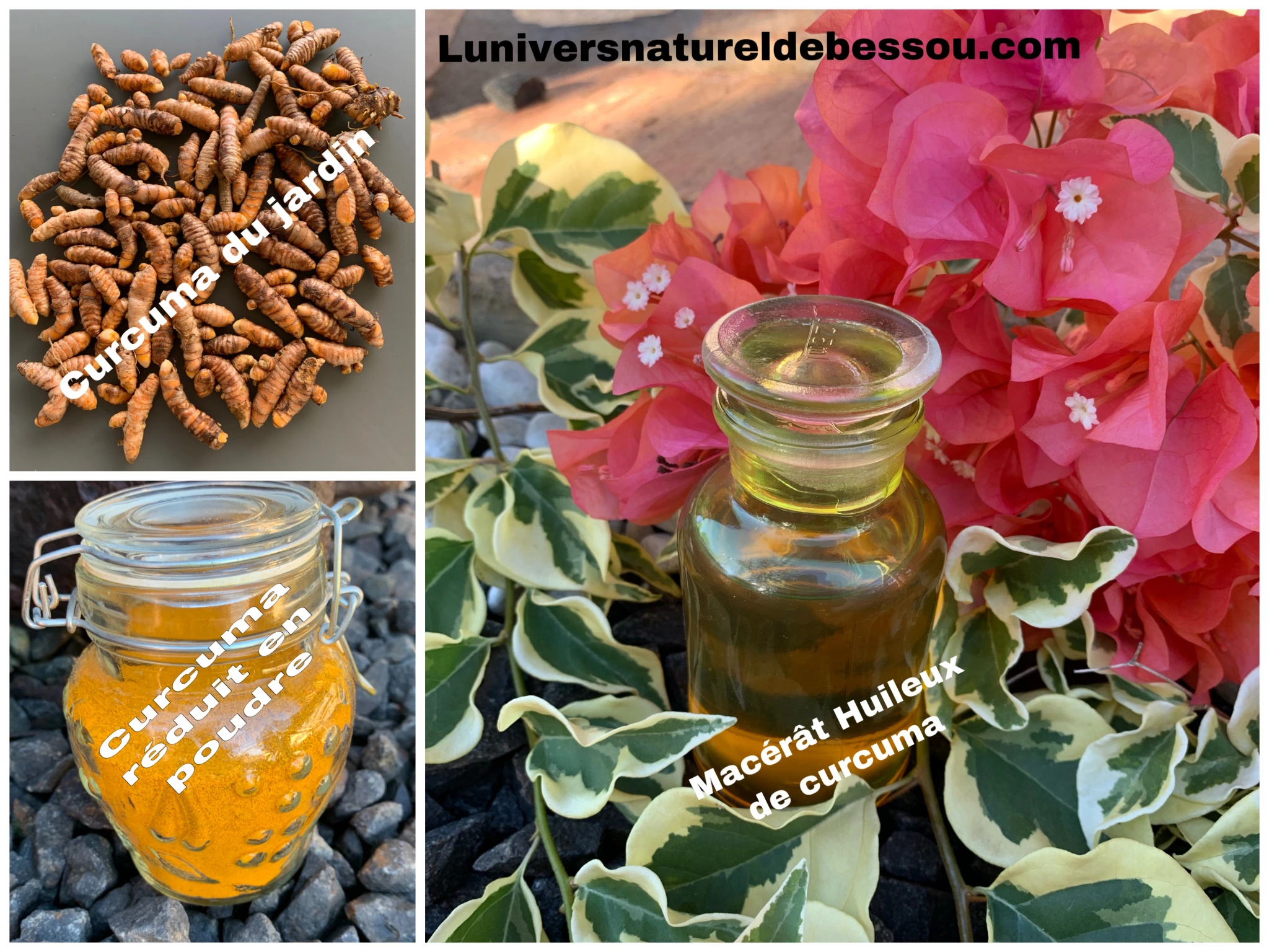 Macérât huileux de Curcuma